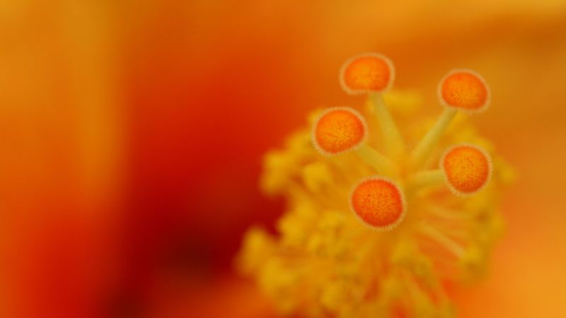 flower, stamens, macro, closeup, orange, 4k