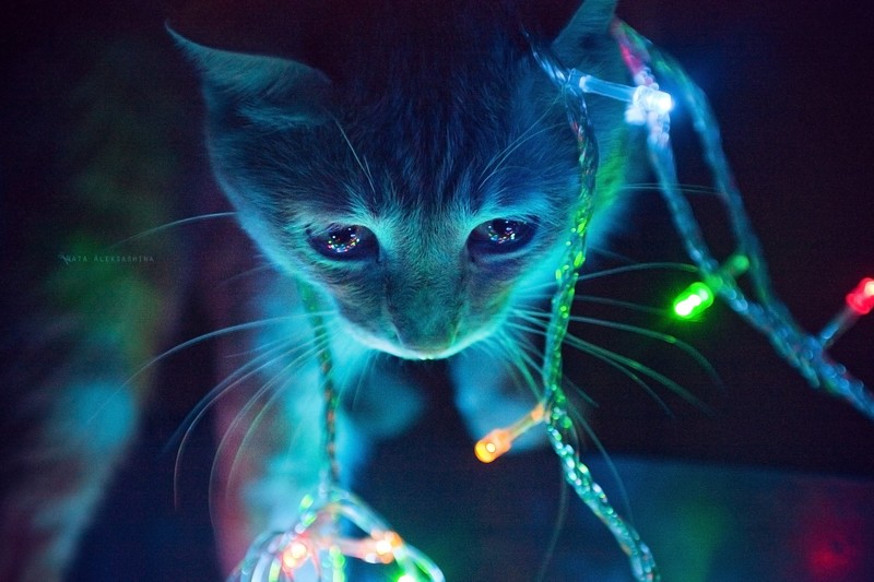 cats, Christmas, animals