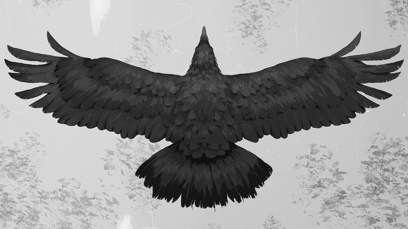 birds, crow, feathers