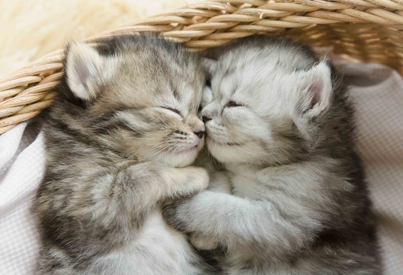 kittens, animals, cats, sleeping