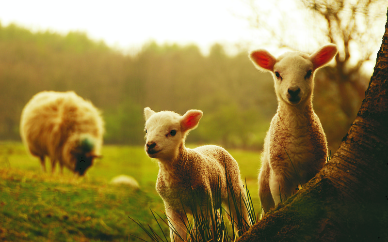 animals, sheep, landscape, nature, plants