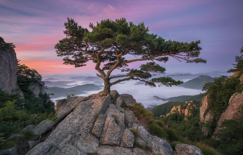 trees, pine trees, landscape, sky, mountains