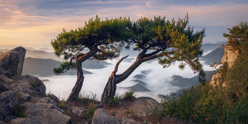 trees, pine trees, landscape, sky, mountains, rocks, clouds