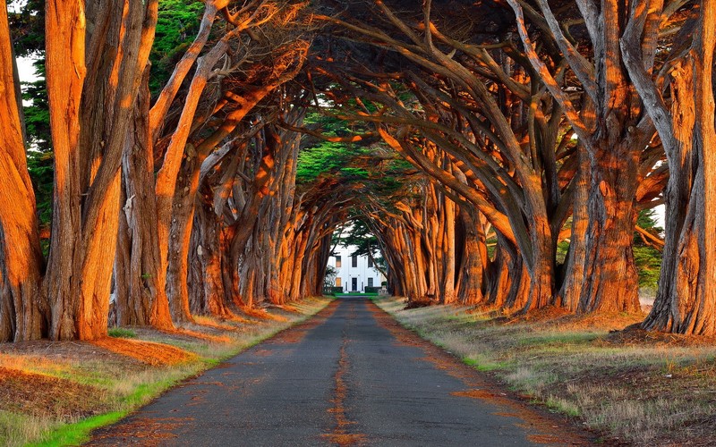 landscape, tree trunk, path, plants, nature