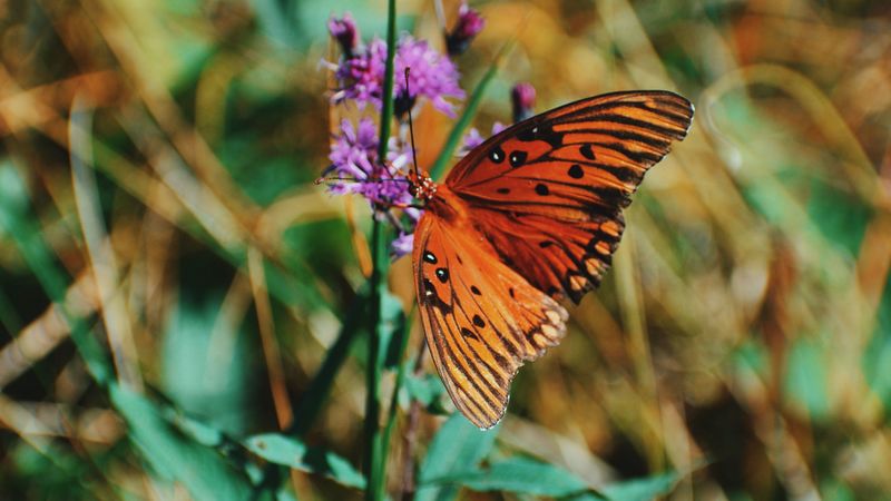 monarch butterfly, butterfly, insect, wings, flower, 4k