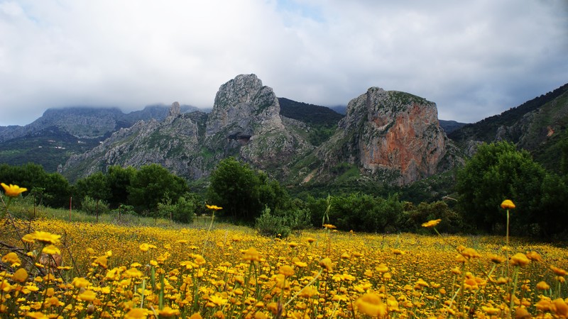 mountains, nature, flowers, plants, field, yellow flowers, outdoors