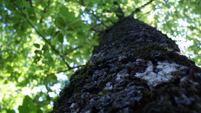 landscape, nature, photography, foliage, trees, tree bark, bark, green, depth of field