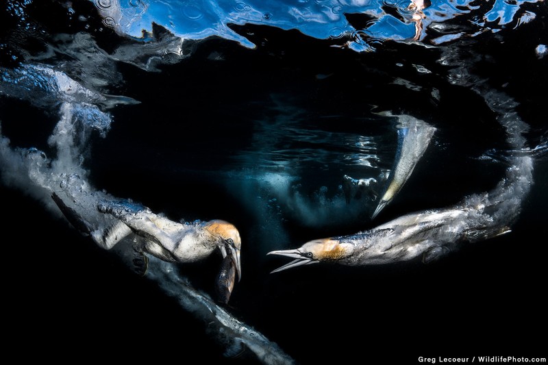 nature, animals, sea, water, underwater, fish, birds, bubbles, wildlife