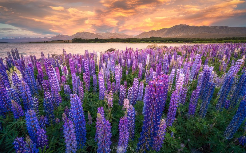 nature, lavender, field, sunset