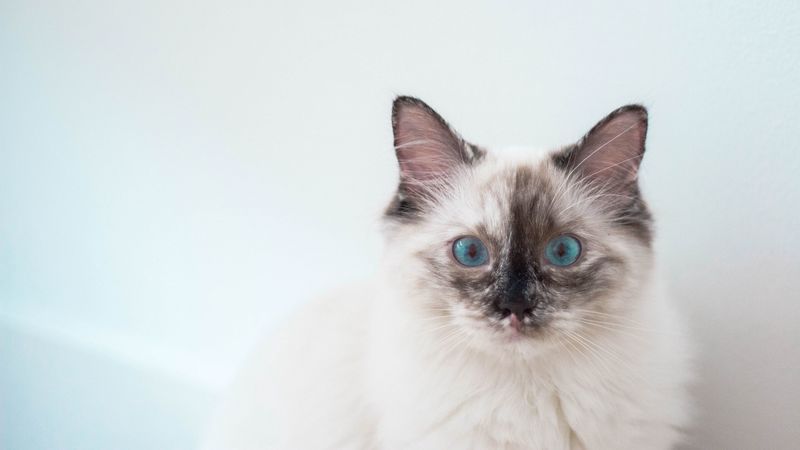 kitten, cat, blue-eyed, pet, 4k