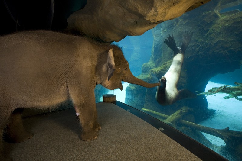 nature, animals, seals, elephant, water, underwater, baby animals, aquarium