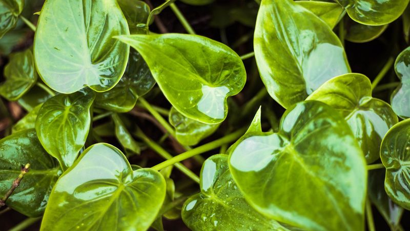 leaves, wet, water, plant, green, 4k