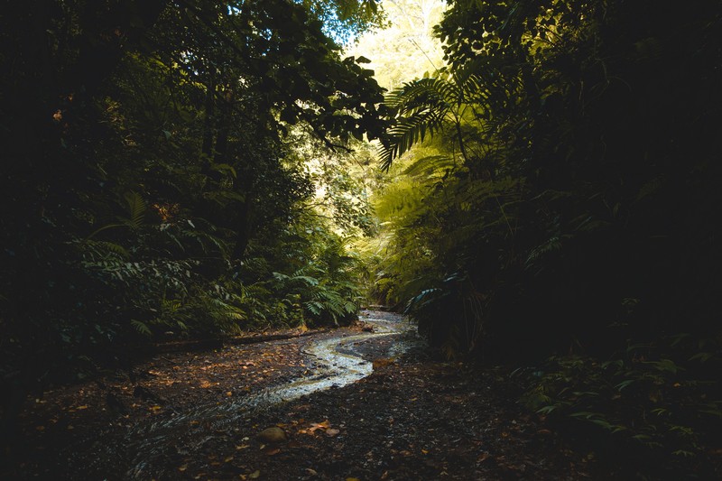 nature, landscape, forest, river, path, stream