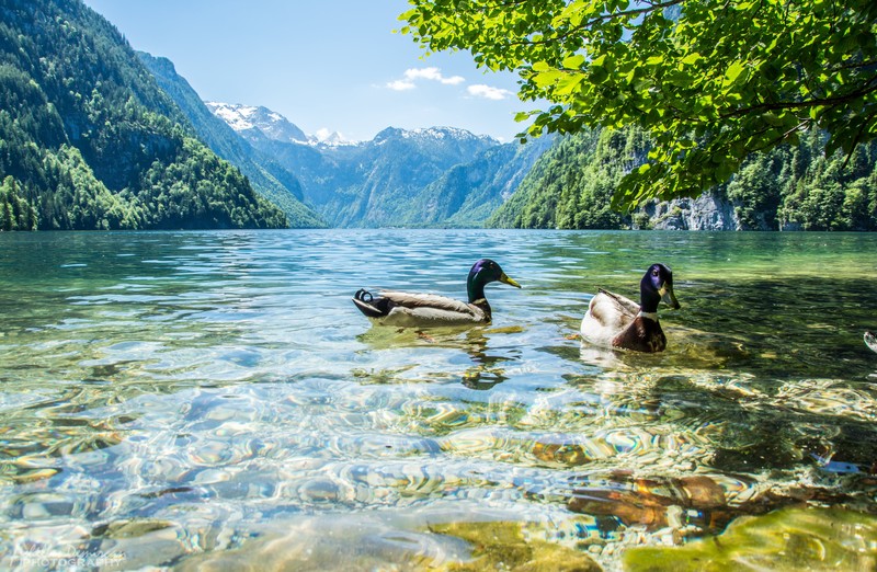 nature, landscape, duck