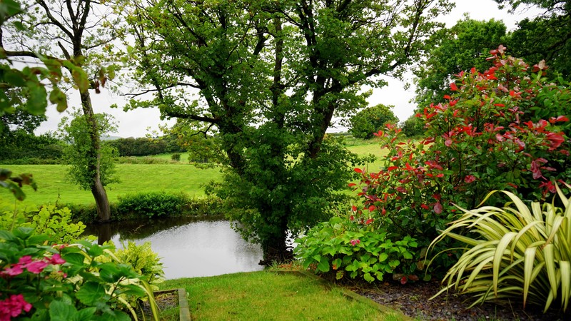nature, landscape, garden, trees, red leaves, field, Bushes