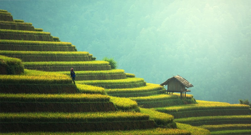 nature, landscape, rice fields, peasants