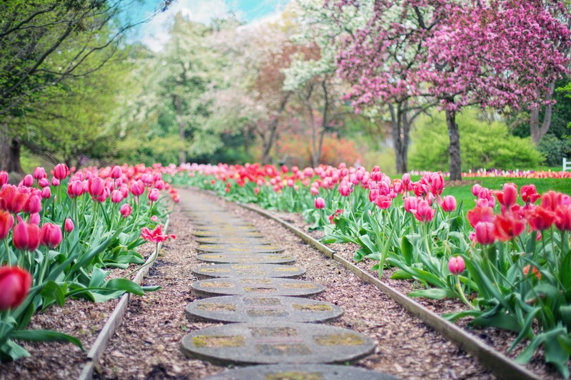 nature, landscape, flowers, tulips, pink flowers