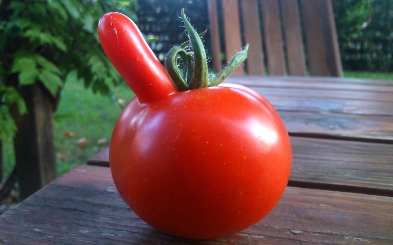 tomatoes, food, vegetables, red