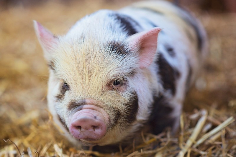 pigs, animals, outdoors, nose, animal ears