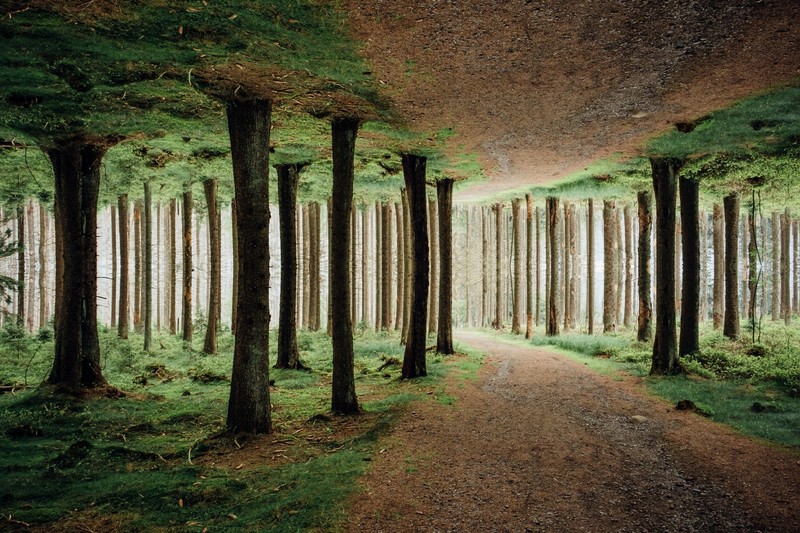 nature, trees, mirrored, forest, surreal