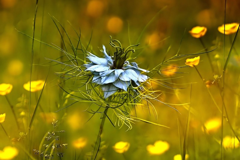 flowers, depth of field, nature, macro
