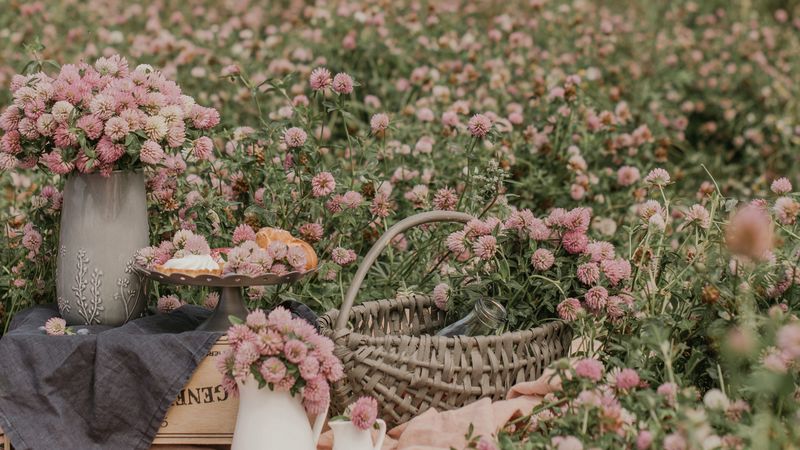 clover, flowers, field, wild, bouquets, 4k