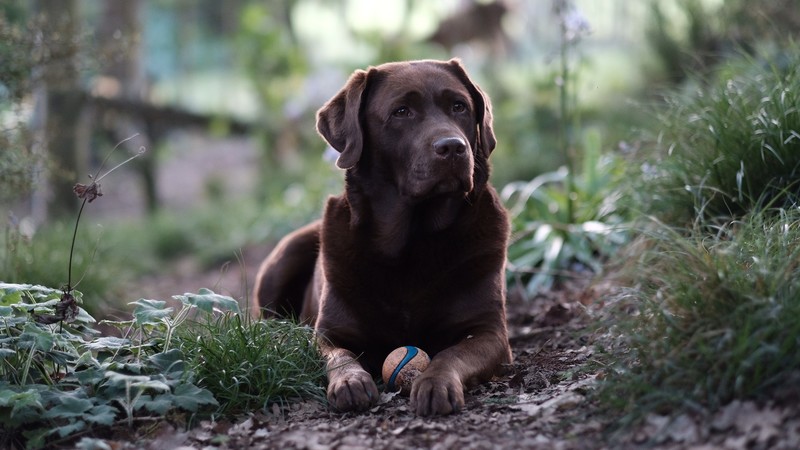 dog, animals, depth of field