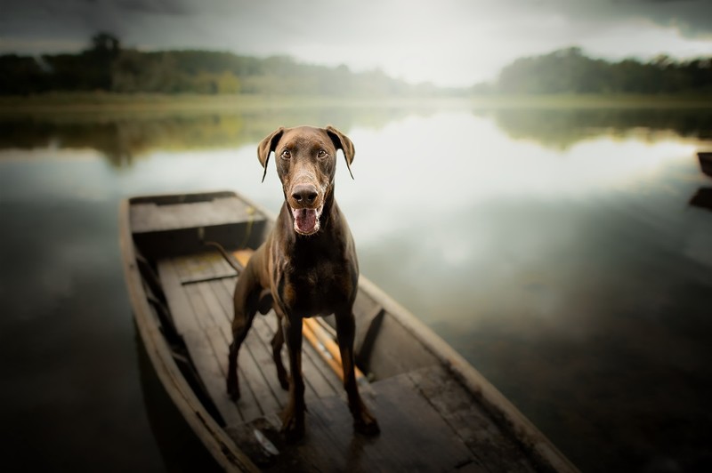 boat, dog, animals