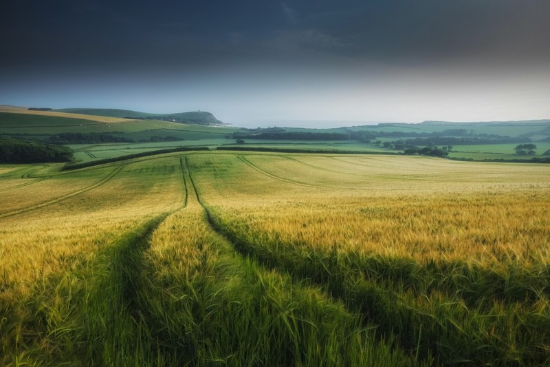 landscape, field, plants