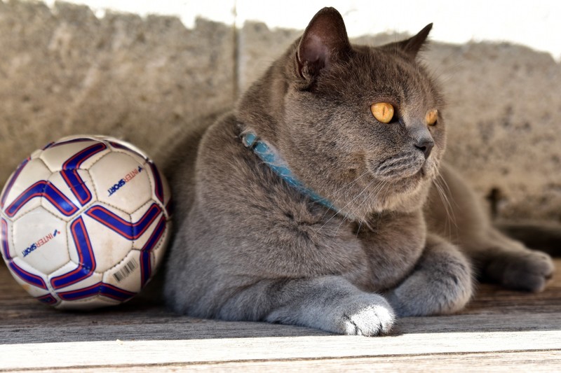 cats, animals, soccer ball, British shorthair