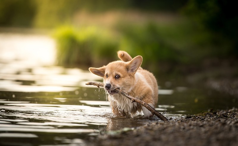 dog, water, animals
