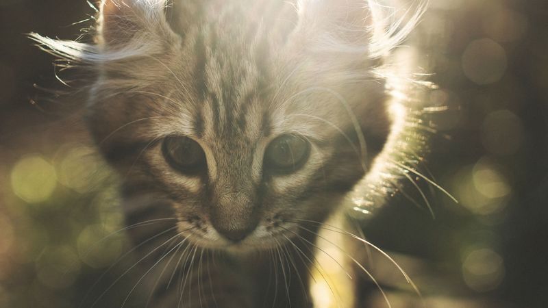 kitten, cat, cute, sunlight, glare, 4k