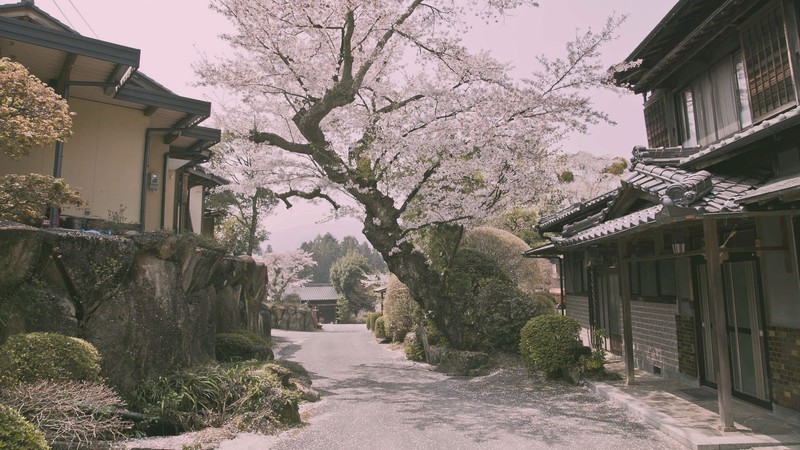 Japan, flowers, cherry blossom, trees, road, village