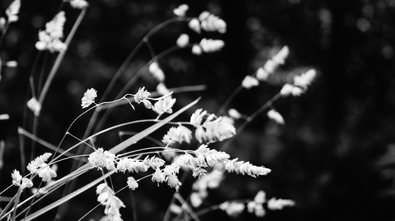 landscape, nature, plants, photography, monochrome