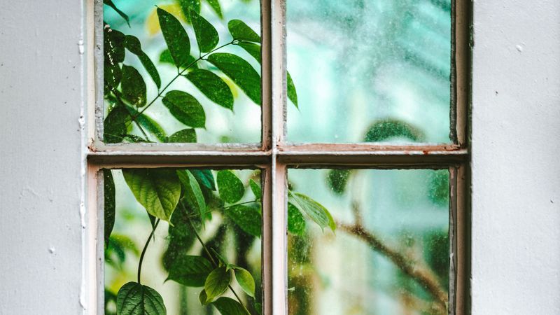 window, branch, leaves, plant, view, 4k