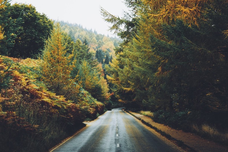 landscape, highway, plants, trees, photography