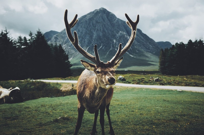 animals, landscape, mountains, plants, deer, environment, stags, nature, green, grass, antlers