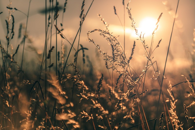 Sun, wheat, grass, nature, Germany