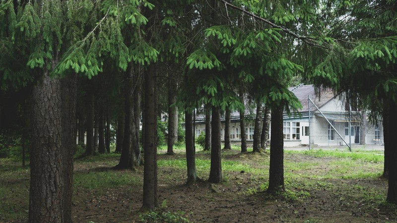 trees, forest, camp