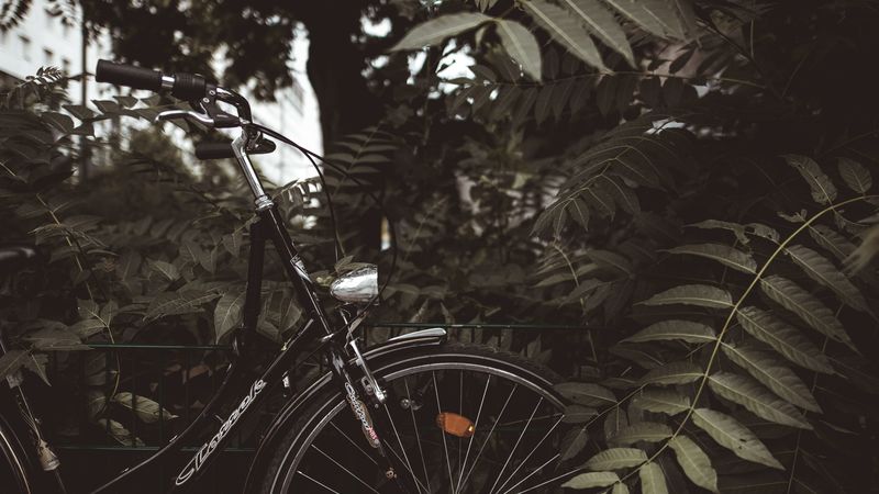 bicycle, branches, leaves, trees, dark, 4k