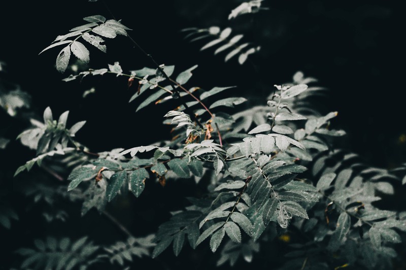 closeup, nature, leaves, depth of field, forest
