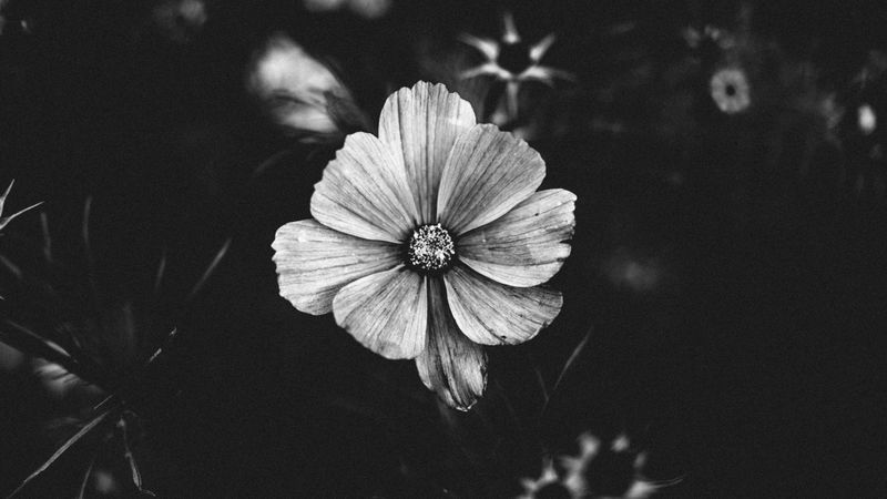 flower, bw, plant, bloom, closeup, 4k