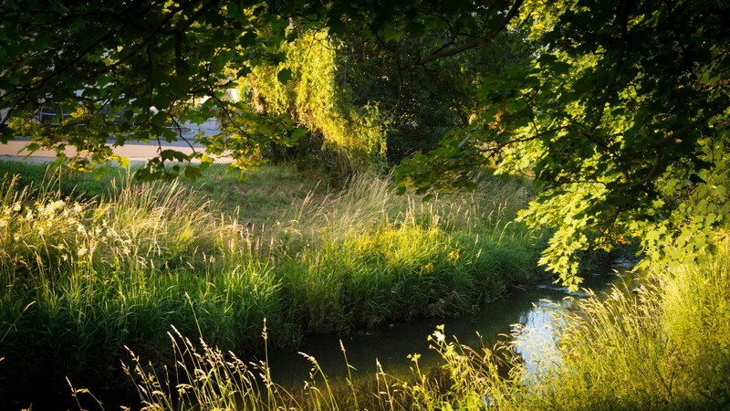 nature, river, Golden Hour, plants, green, grass