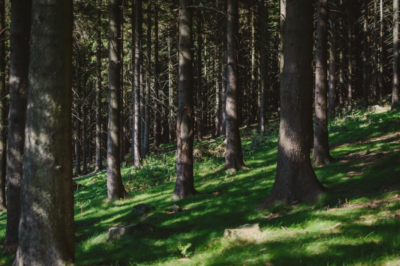 forest, wood, bokeh, peaceful