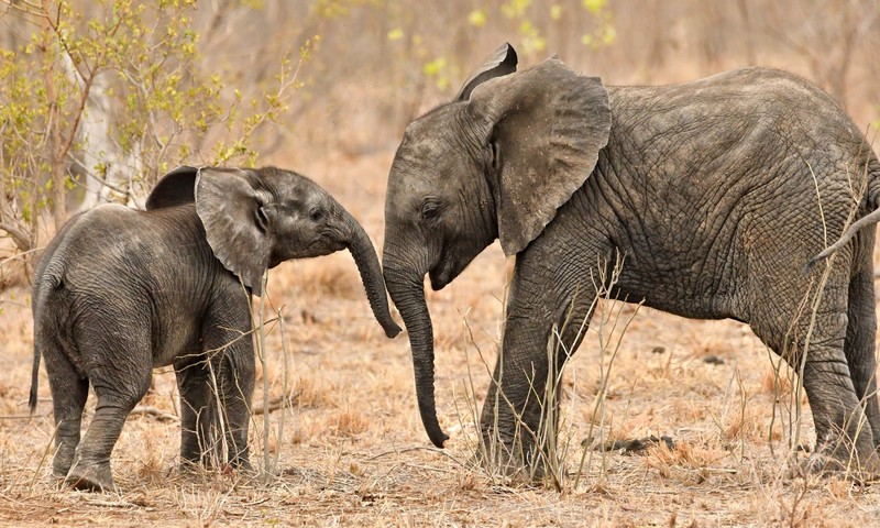 animals, elephant, wildlife, baby animals