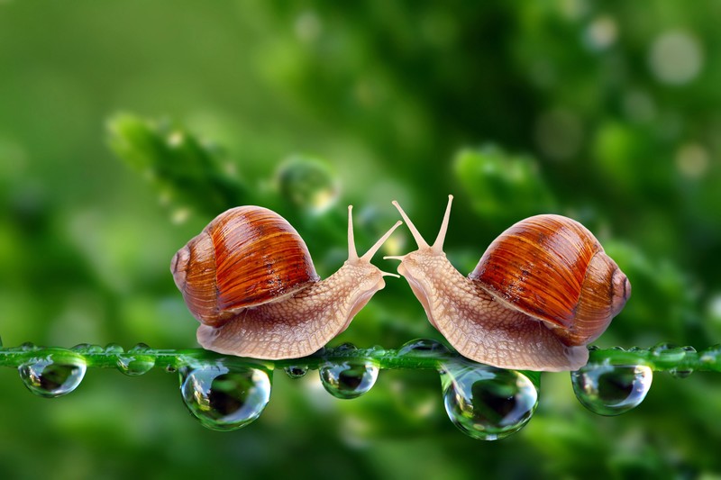 nature, closeup, snail, depth of field, leaves, water drops, photo manipulation