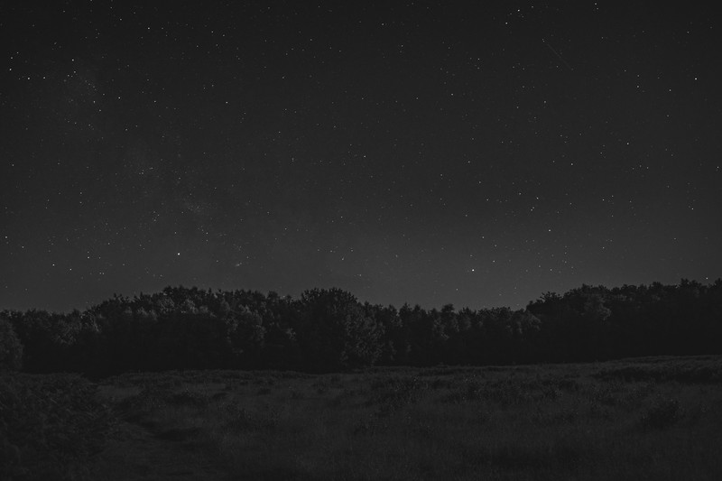 forest, trees, landscape, night, starry night, monochrome