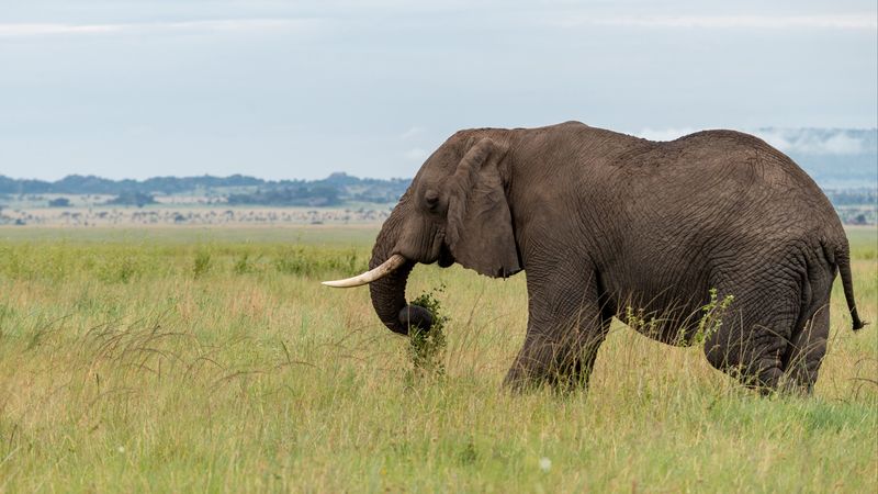elephant, animal, tusks, savannah, 4k