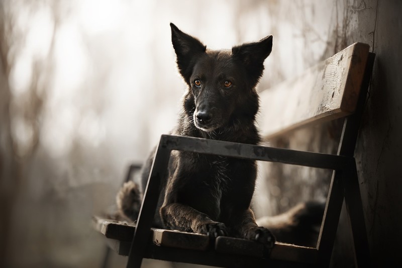 dog, bench, animals, beige
