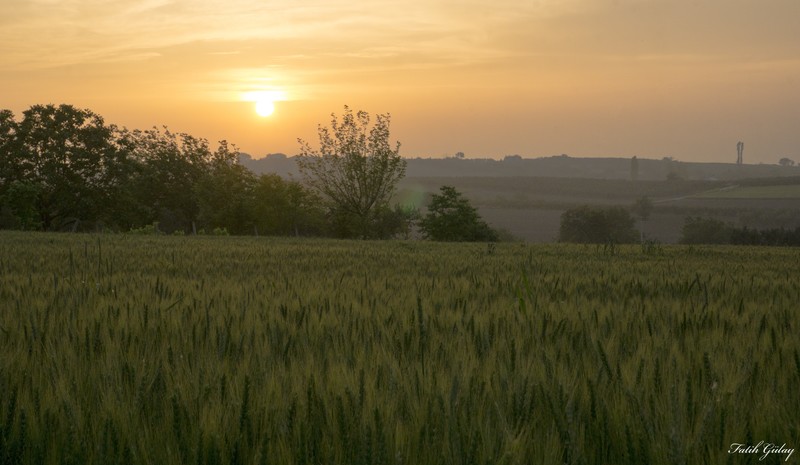 sunset, nature, plants, wheat, landscape, green, orange
